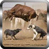Funny Videos icon
