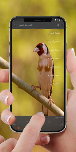 صوت طائر الحسون للتعليم - بدون نت screenshot 2