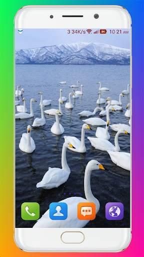 Swan Wallpaper HD screenshot 6