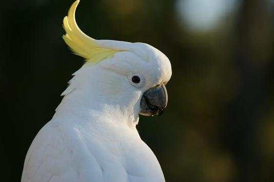 Cockatoo Bird Wallpaper HD screenshot 3