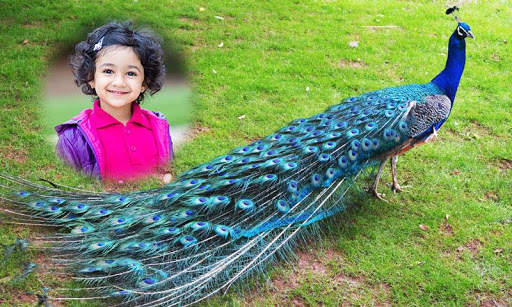 Peacock Photo Frames 3 تصوير الشاشة