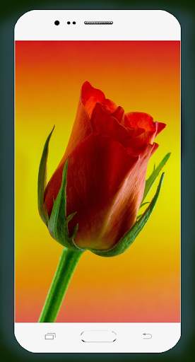 Rose Flower Wallpaper screenshot 6