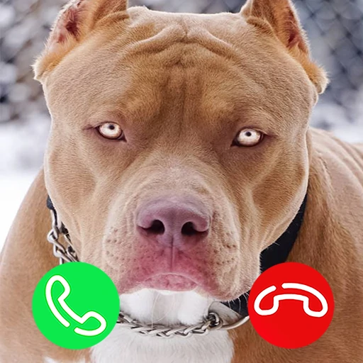 Pitbull Fake Video Call Game icon