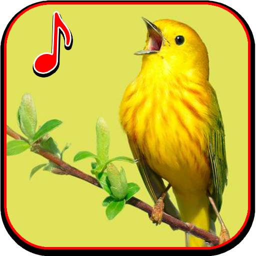 Birds Ringtone 1.2