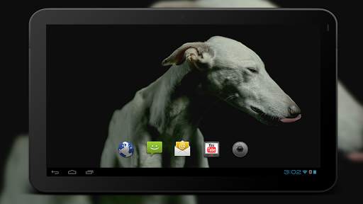 4K Dogs Slow-mo Video Live Wallpaper screenshot 5