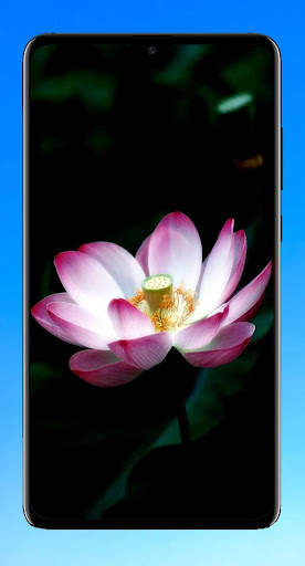 Wallpaper For Asus Zenfone Max M2 screenshot 16