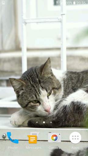 Lazy Cat Video Wallpaper screenshot 3