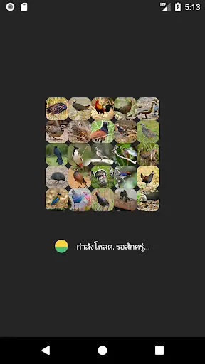 Red Junglefowl and Bird Sounds скриншот 1