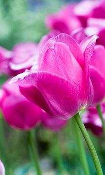 Tulips wallpapers screenshot 1