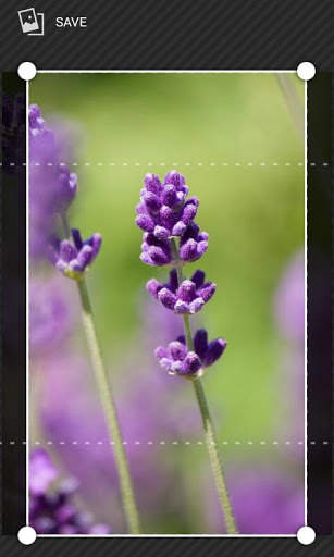 LavenderBG: Lavender Wallpaper screenshot 6