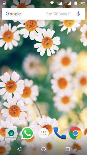Daisy Flower HD Wallpaper скриншот 8