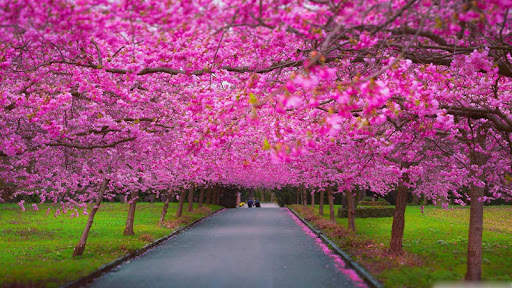 Spring Scenery Wallpaper screenshot 1