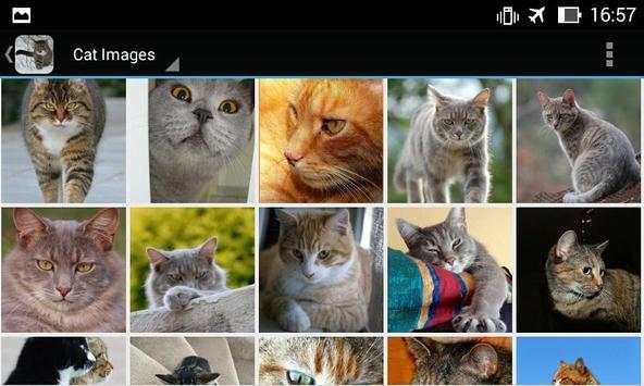 CatBG: Cat Wallpapers screenshot 15