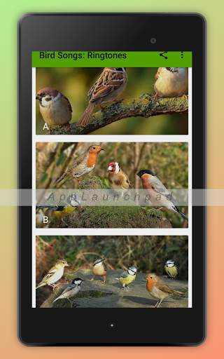 Bird Songs Ringtones screenshot 8