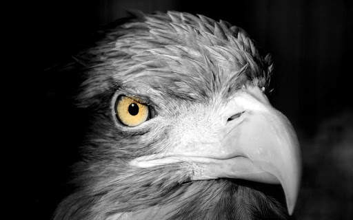 Eagle HD Wallpaper screenshot 2