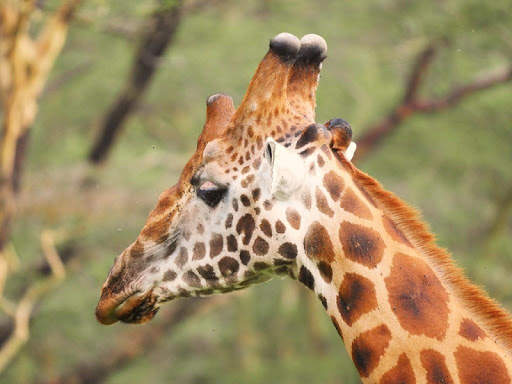 Wild animals wallpapers screenshot 2
