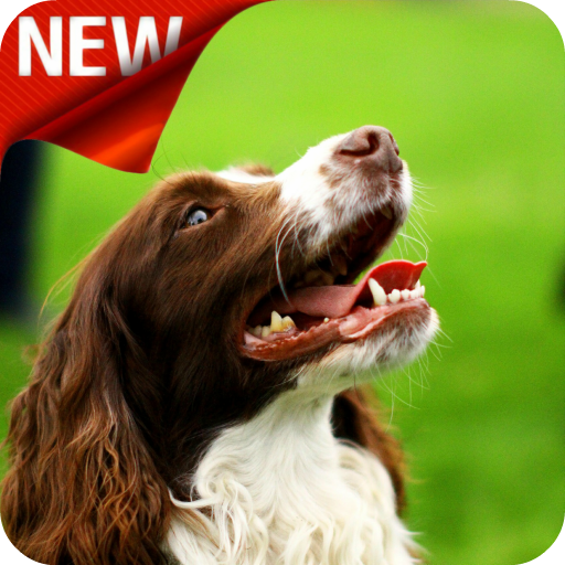 Dog Training icon