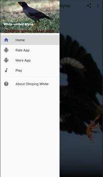 Chirping White-vented Myna screenshot 1