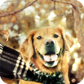 Golden Retriever Pack 2 LWP icon
