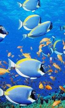 Fish Wallpapers screenshot 2
