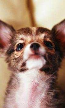 Chihuahuas wallpapers screenshot 3