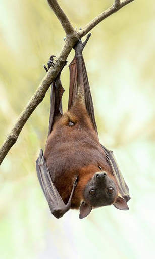 Bat Wallpaper screenshot 2