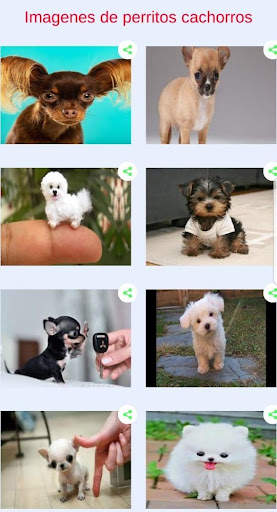 Perritos tiernos - Fotos para compartir screenshot 4