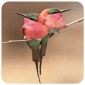 The most beautiful birds in the world 2.0.0
