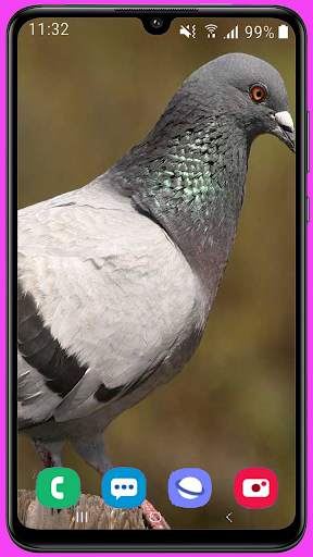 Pigeon Wallpaper Best HD screenshot 15