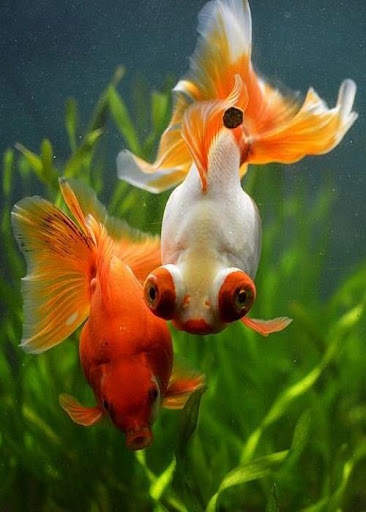 Fish Video Live Wallpaper screenshot 2