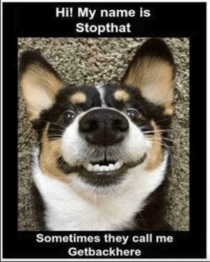 Funny Cats and Dogs Pictures screenshot 3