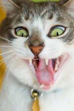 Wallpaper Cat HD 4 تصوير الشاشة