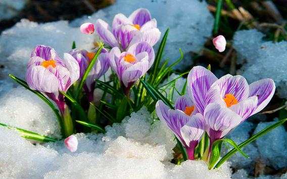 Flowers Spring live wallpaper screenshot 4