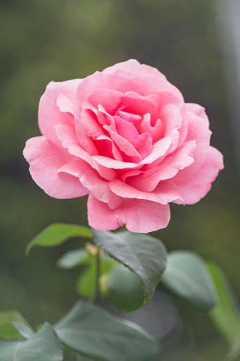 Flower Video Live Wallpaper screenshot 3