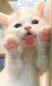 Cats Dogs lick screen LWP screenshot 1