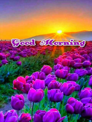 Good Morning Flowers Images GIF screenshot 5
