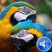 Parrots Bird Sounds Ringtones 2.0