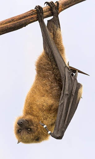 Bat Wallpaper screenshot 6