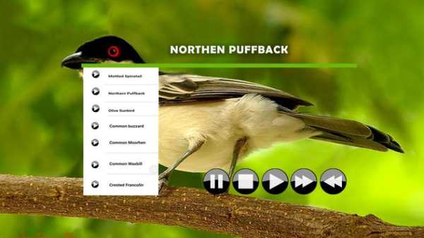 African Birds Call screenshot 2