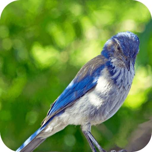 Relax & Sleep with Bird Sounds 1.9