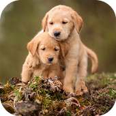 Labrador Puppies Live Wallpaper on 9Apps