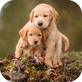 Labrador Puppies Live Wallpaper 1.0