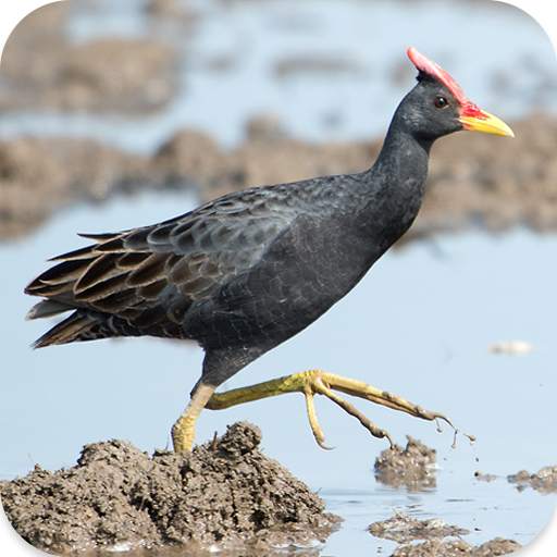 Watercock Bird Calls 1.0