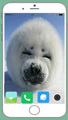 Harb Seal Full HD Wallpaper screenshot 12