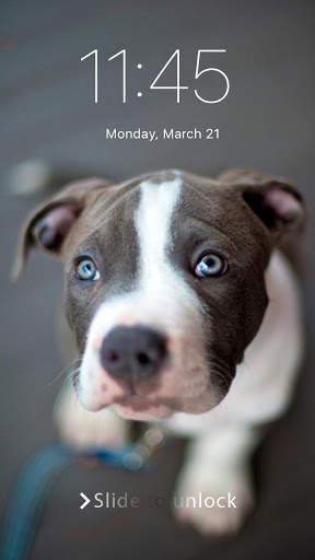 Pitbull Nice Dogs Wallpaper Lock Screen screenshot 1