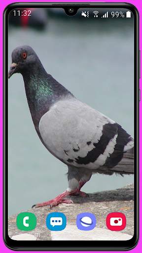Pigeon Wallpaper Best HD screenshot 10