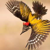 India Birds icon