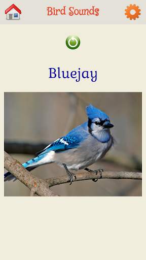 Bird Sounds screenshot 3