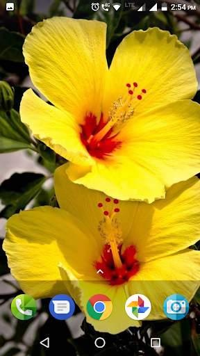 Hibiscus Flower Wallpaper Hd screenshot 7