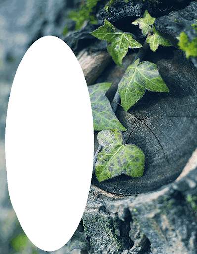 Nature Photo Frames HD screenshot 2